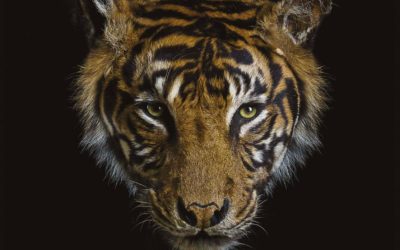 Animals – Une expo photographique surprenante